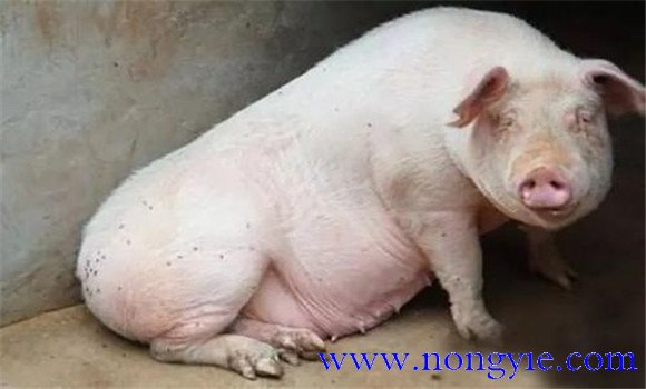 母豬產(chǎn)后不食的治療方法