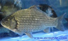 鯽魚有幾種，鯽魚種類知多少？