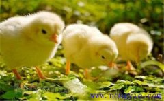 如何飼養(yǎng)小雞 怎樣讓母雞飼養(yǎng)陌生的小雞？