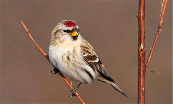 朱頂雀怎么繁殖