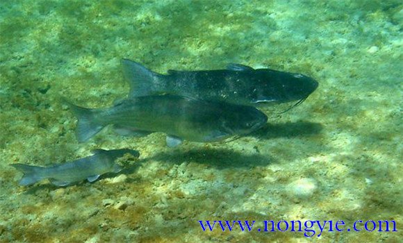 斑點叉尾鮰養(yǎng)殖技術