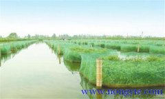 黃鱔主要有哪些病蟲害，如何防治