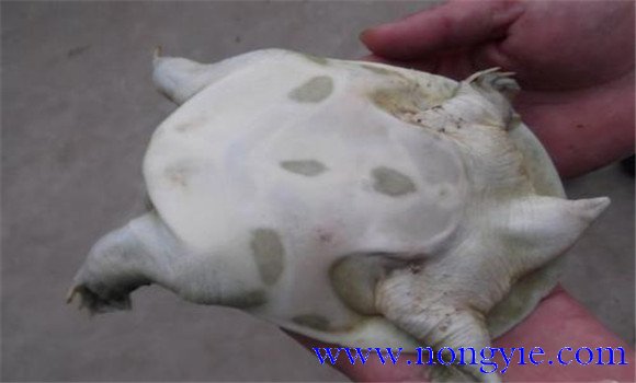 甲魚(yú)白霉病的防治方法