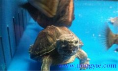 麝香龜可以深水養(yǎng)嗎?麝香龜?shù)男螒B(tài)特點