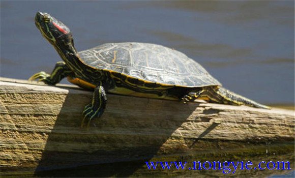 烏龜?shù)纳盍?xí)性