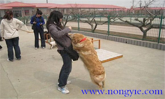 怎樣阻止狗撲人、如何糾正