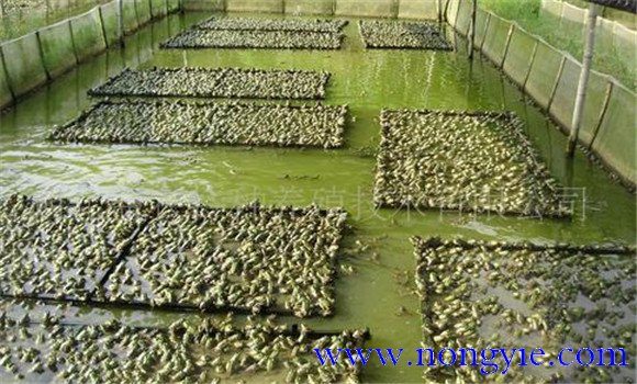 牛蛙養(yǎng)殖成本多少，養(yǎng)殖牛蛙要投資多少錢