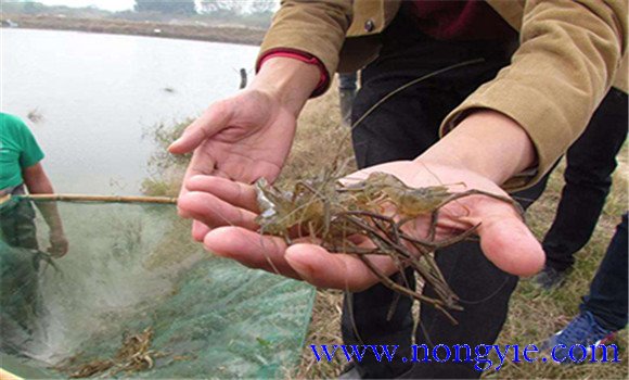 青蝦的生長與蛻殼的關系如何