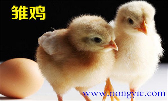 雛雞的脫溫方法、時間與步驟