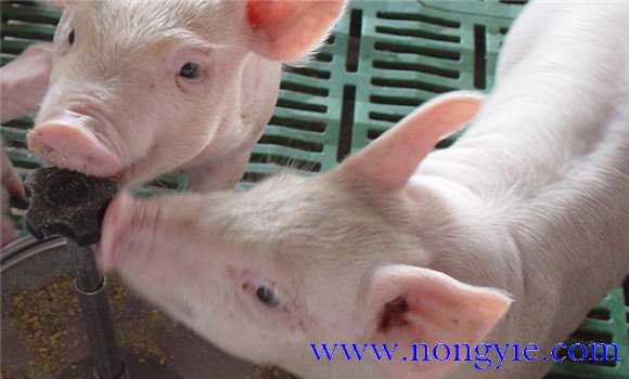 仔豬黃痢的預(yù)防辦法
