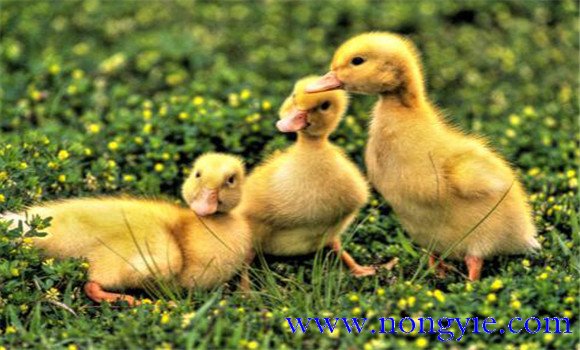 雛鴨副傷寒的診斷與治療方法、該吃什么藥