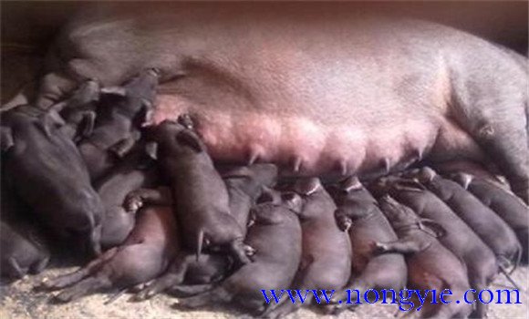母豬產(chǎn)后厭食不吃應(yīng)該怎么辦，怎么治療