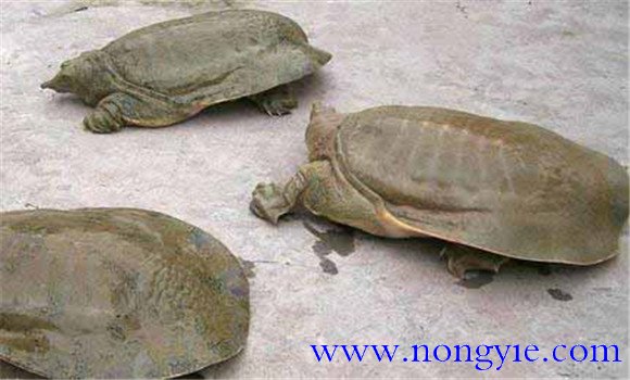 鱉紅脖子病怎樣防治，病因是什么？