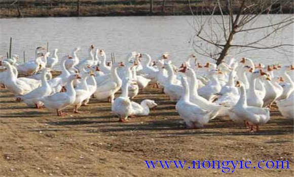 鵝副粘病毒癥狀及治療的方法，怎么治療