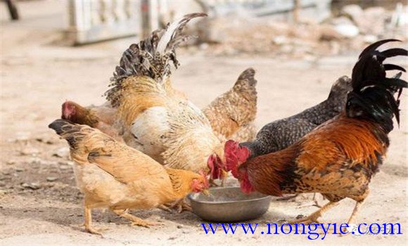 雞新城疫癥狀表現及防治方法，用什么藥治療