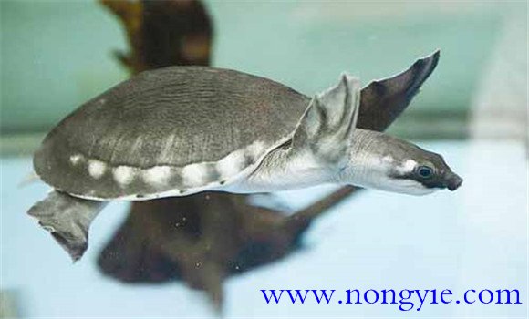 豬鼻龜是保護(hù)動(dòng)物嗎，豬鼻龜?shù)娘曫B(yǎng)方法與技術(shù)