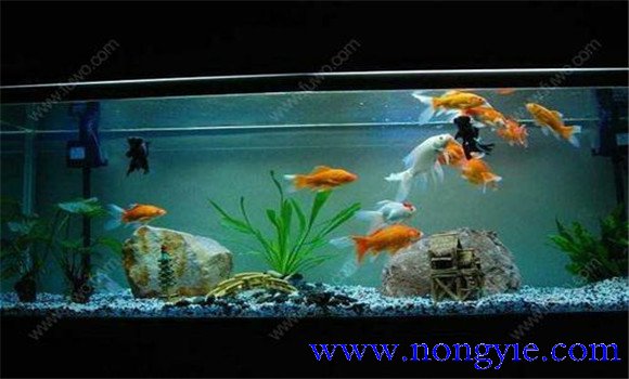 怎樣飼養(yǎng)金魚，飼養(yǎng)金魚注意事項(xiàng)和技術(shù)要點(diǎn)