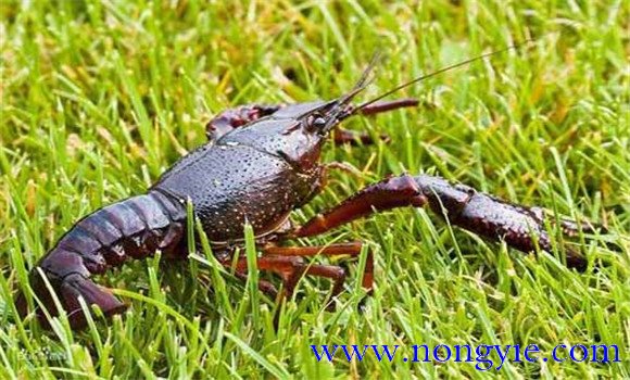 小龍蝦是什么蝦？