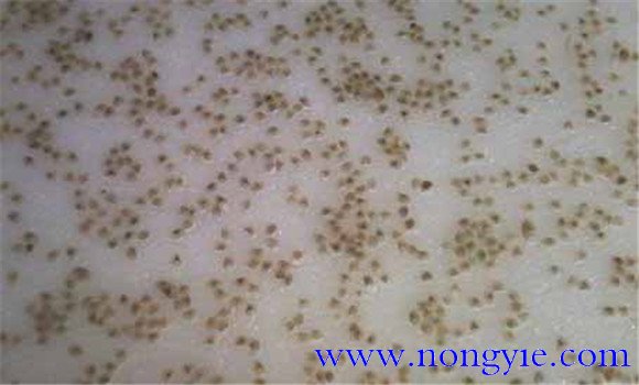 我國(guó)天然蟹苗的分布