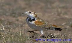 百靈鳥(niǎo)為什么要鳴叫，其聲音為什么悅耳動(dòng)聽(tīng)?