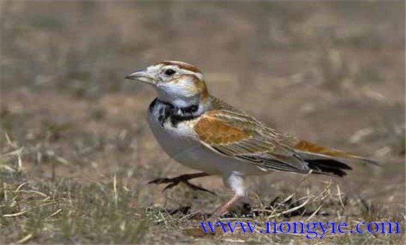 飼養(yǎng)百靈鳥，應當注意哪些問題