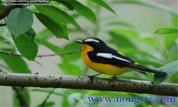 如何調(diào)教百靈鳥？百靈鳥的調(diào)教與訓(xùn)練方法