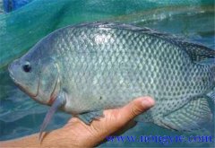 羅非魚的原產地是哪里，其生活習性如何？