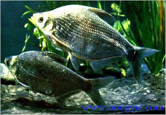 羅非魚的原產(chǎn)地是哪里，其生活習(xí)性如何