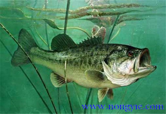 大口黑鱸養(yǎng)殖,飼養(yǎng)幼魚(yú)要注意哪些