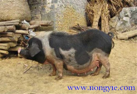 關(guān)嶺豬的產(chǎn)地、品種