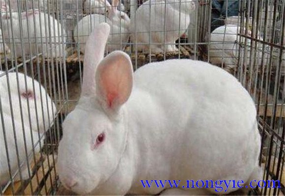 兔子的尾巴有什么作用？