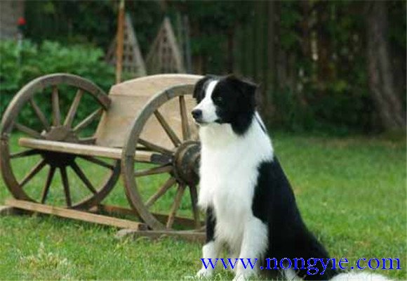 狗膿腫怎么治療，狗膿腫吃什么消炎藥