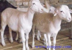 羊胃腸炎癥狀和治療的方法、病因是什么？