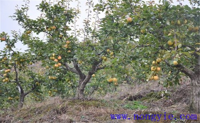 果樹的營(yíng)養(yǎng)需求