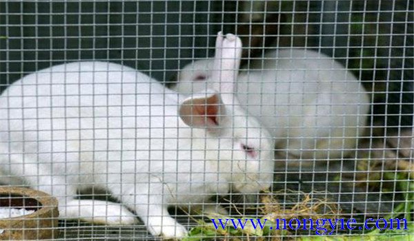 獺兔的換毛類(lèi)型與規(guī)律