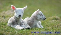 羔羊快速育肥的經(jīng)典配方與主要措施、方法