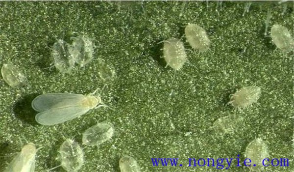 白粉虱怎么治，白粉虱用什么藥防治