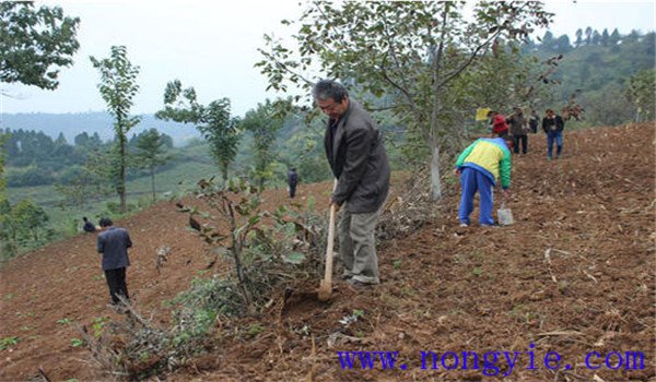 核桃樹(shù)的施肥方式