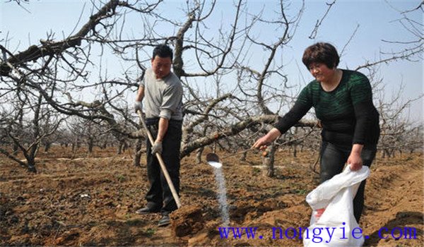 核桃樹(shù)施什么肥好些