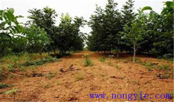核桃樹(shù)施肥注意事項(xiàng)