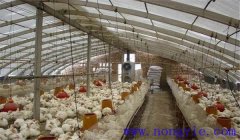 雞舍內有害氣體是什么，雞舍氨氣重的消除辦法