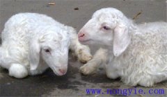 羔羊大腸桿菌的癥狀有哪些，怎么治療?