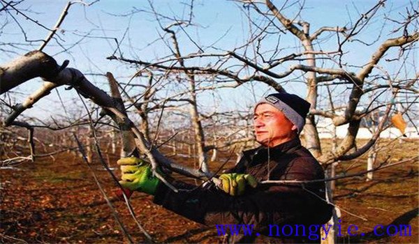 改良蘋果樹(shù)品種