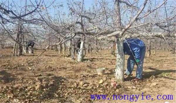 實(shí)施蘋果樹(shù)病蟲(chóng)害防治