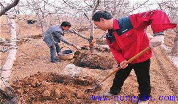 加強(qiáng)蘋果樹(shù)的土肥水管理