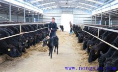 塑料大棚養(yǎng)?？尚袉?？如何在暖棚內(nèi)養(yǎng)殖育肥牛