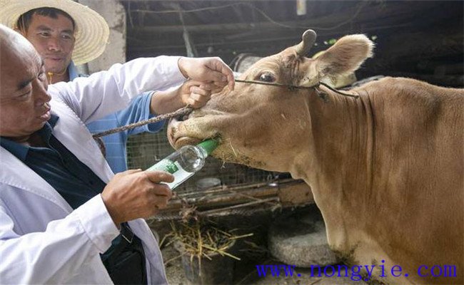 ?；疾r(shí)如何給藥