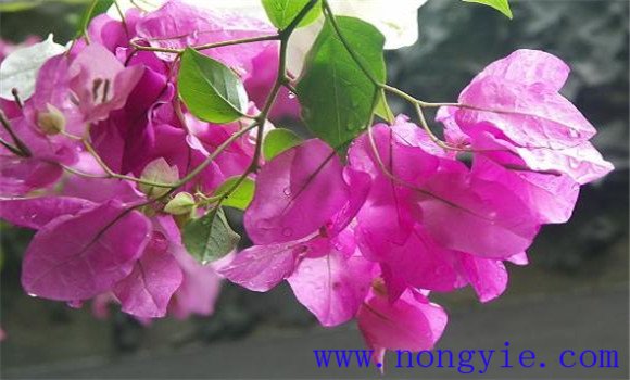 葉子花(三角花)如何養(yǎng)殖