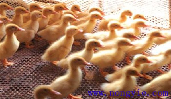 雛鴨開水、飲水注意事項