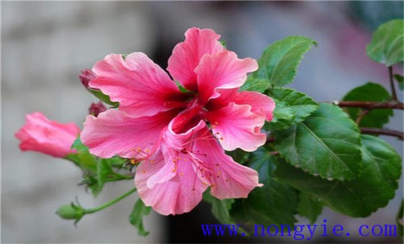 扶?；ㄔ趺答B(yǎng)